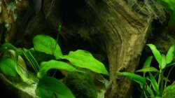 Echinodorus horizontalis 30.12.12