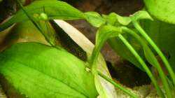 Prachtflossensauger beim chillen ;-) 30.12.12