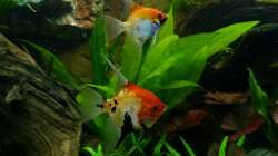 mein Skalar Pärchen 30.12.12