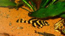 L 168 und Otocinclus cocama am 02.11.10