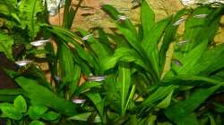 Tanichthys albonubes Schwarm 07.08.15