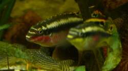 Purpur-Pärchen 16.07.13