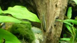 siamesische Rüsselbarbe 30.12.12