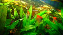 2. Gelege Skalare (2)   12.Dez.2010