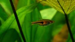 Espes-Keilfleckbärbling 16.07.13