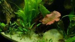 ´Pflanzen-Dschungle´ 30.12.12