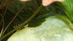 Sewellia lineolata und Anentome helena 30.12.12