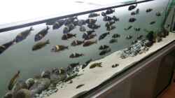 Besatz im Aquarium Tanganyika-Lakeside
