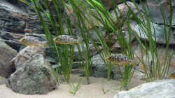 Nimbochromis venustus Jungtiere