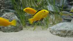 Labidochromis Caeruleus `yellow`