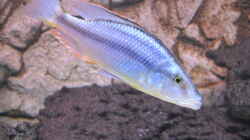 Dimidiochromis compressiceps Bock - wunderschön