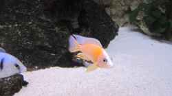 Aulonocara Firefish Bock