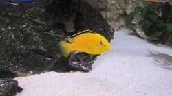 Labidochromis cerulaeus Yellow Bock