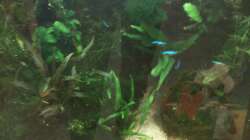 Aquarium Gesellschaftsbecken Viersen