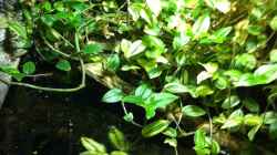 Pflanzen im Aquarium Becken 17461