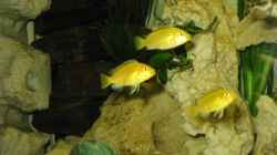 Labidochromis caerules -Yellow