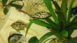 Nimbochromis livingstonii 