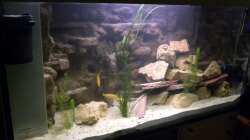 Aquarium The beauty of Malawi