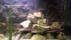 Aquarium The beauty of Malawi