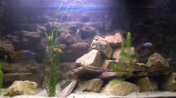 Aquarium The beauty of Malawi