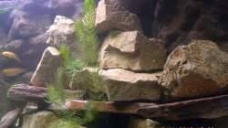 Aquarium The beauty of Malawi