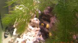 Ceratophyllum demersum