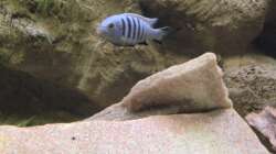 Besatz im Aquarium The beauty of Malawi