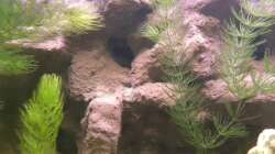 Höhle wird als Wohnung von einem Kaiserbarsch Weibchen genutzt!