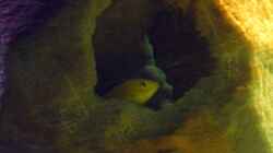 Besatz im Aquarium Yellowhome