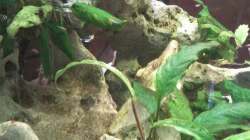 Pflanzen im Aquarium 8 Eck