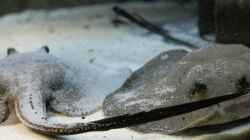 potamotrygon reticulatus