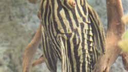 Panaque nigrolineatus