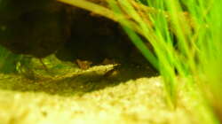 Besatz im Aquarium Root River