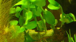 Besatz im Aquarium Root River