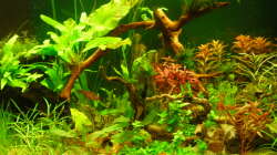 Aquarium Root River