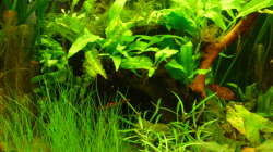 Große Wurzel als Unterstand