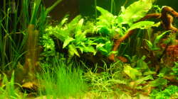 Aquarium Root River