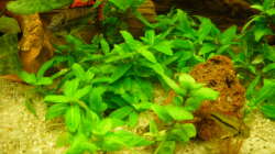 Besatz im Aquarium Root River