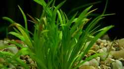 Echinodorus tenellus (Gras Schwertpflanze)