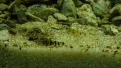 Besatz im Aquarium A rolling stone gathers no moss