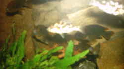 Nambochromis livingstonii