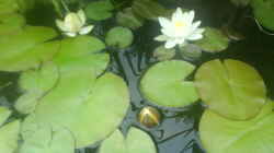 Pflanzen im Aquarium Jans kleiner Teich