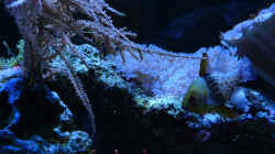 Besatz im Aquarium Flev´s MeWa Tank