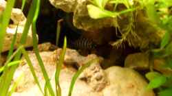 Neolamprologus cylindricus mit Namen Johnny