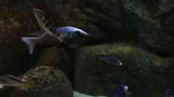 Besatz im Aquarium Mein altes Malawi