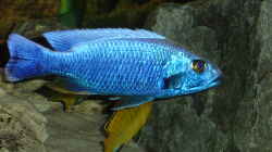 SCiannochromis fryeri Ahli