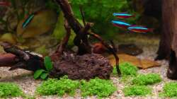 Wurzel mit ANubia nach 8 Tage. Leider hat sich die Anubia zum Teil aufgelöst und