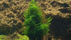 Weeping Moos auf großer Wurzel