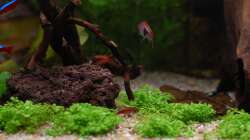 Der Bodendecker ist schon gut gewachsen...