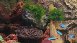 Der Bodendecker fühlt sich scheinbar auch zwischen den Steinen wohl. Mal sehen wie